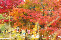 紅葉
