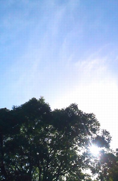 木漏れ日