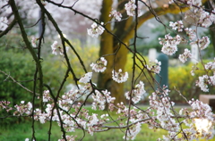 sakura