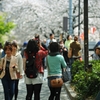 桜吹雪を浴びながら