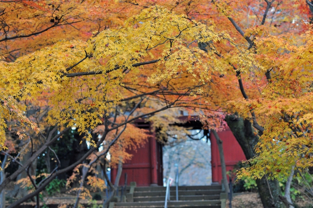 本土寺