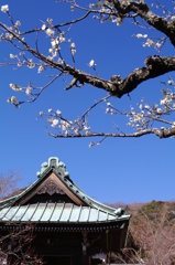 海蔵寺の梅