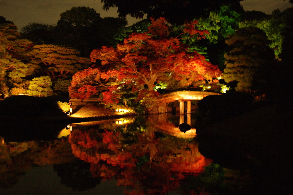 六義園　ライトアップ