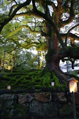 京都　花灯路　2012　青蓮院