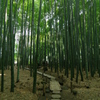報国寺　竹の庭