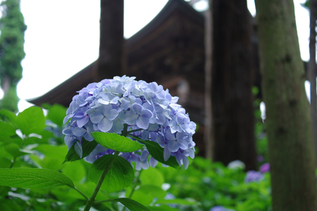 円覚寺山門と紫陽花