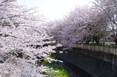 ワシントン桜