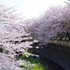 ワシントン桜