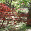 神代植物公園
