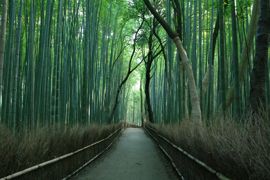 嵯峨野　竹林のみち
