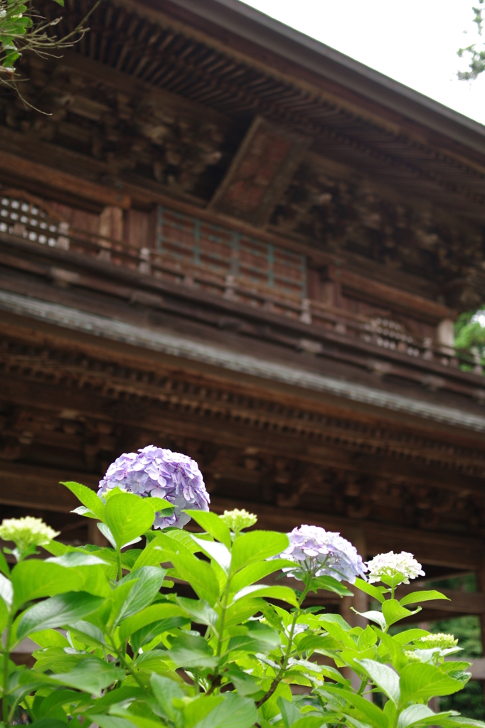 円覚寺山門と紫陽花