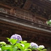 円覚寺山門と紫陽花