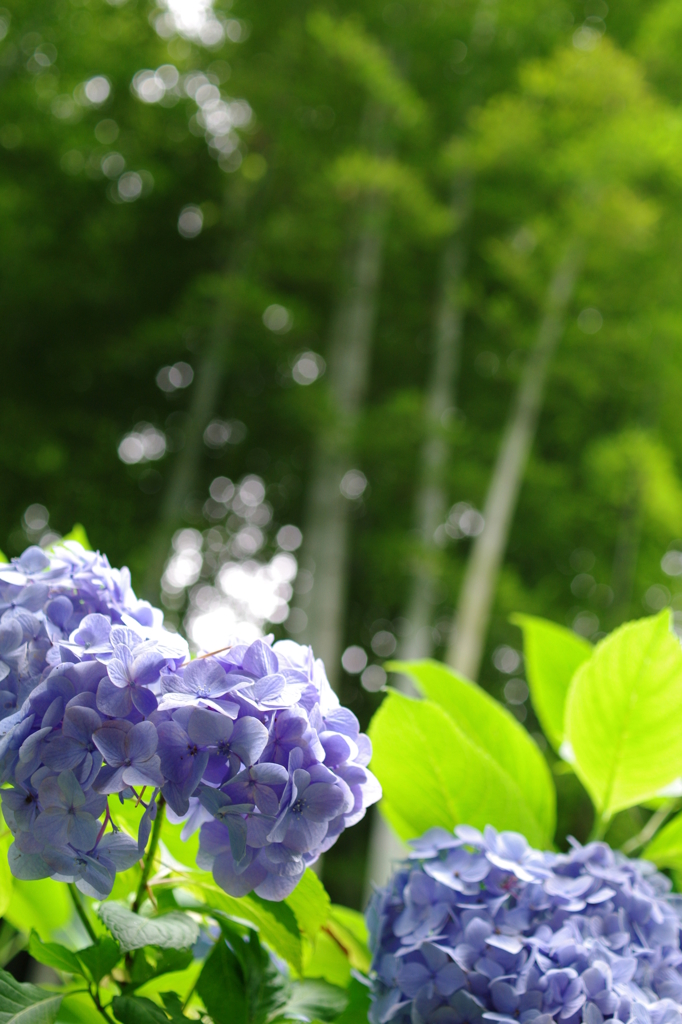 明月院　紫陽花