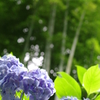 明月院　紫陽花