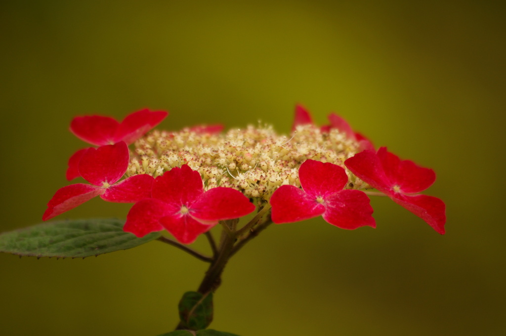 山紫陽花