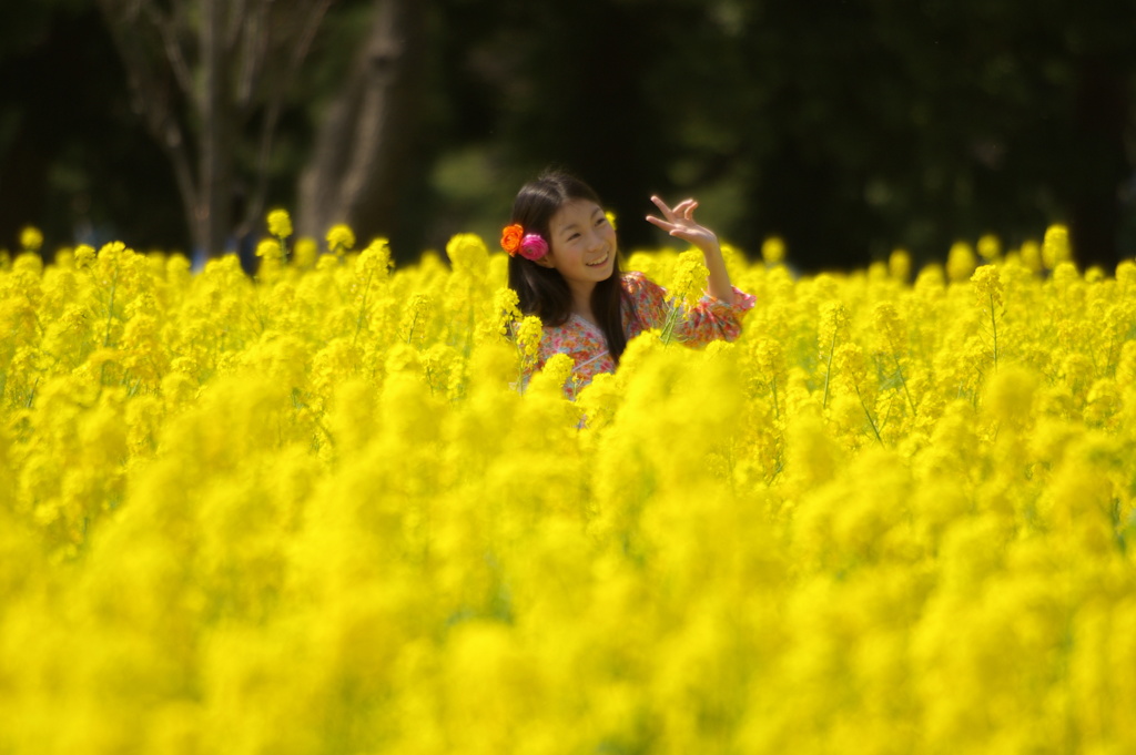 菜の花畑の妖精