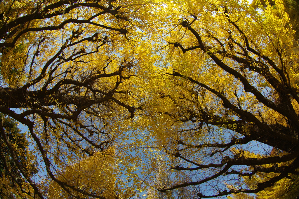 見上げれば秋空