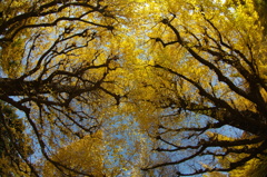 見上げれば秋空