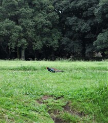 雉さんもお散歩途中