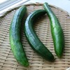 朝活キュウリ