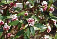 沈丁花