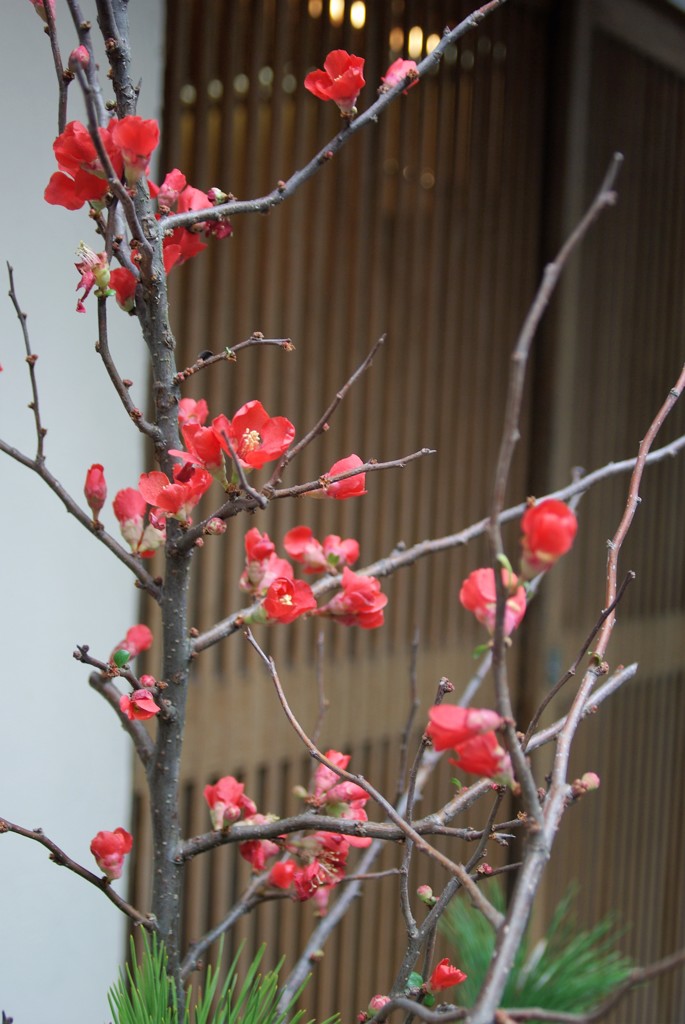 木瓜