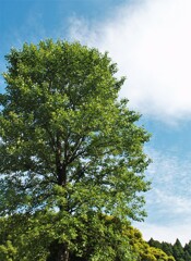 初夏の風が吹く