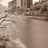 外濠(牛込濠)春景色