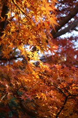 見上げた先の秋