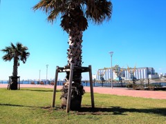 千葉港(ケーズハーバー)