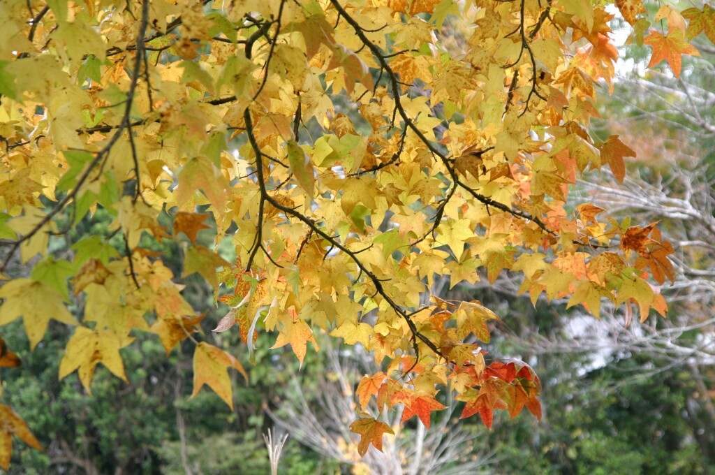 見上げた先の秋