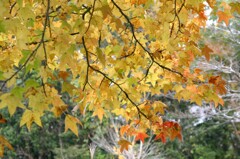 見上げた先の秋