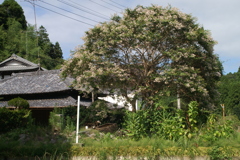 八月の里山