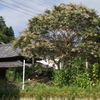 八月の里山