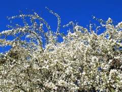 ユキヤナギ満開