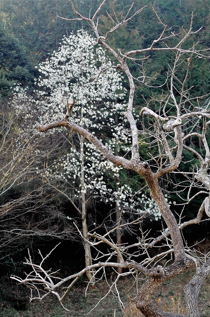 里山の春