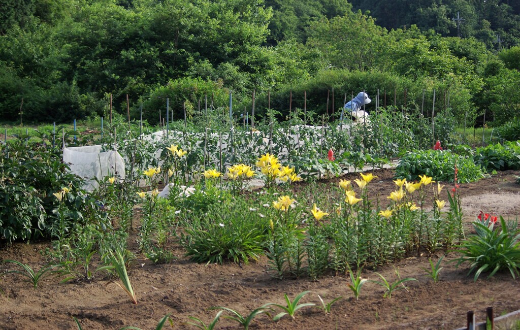 おばあちゃんの畑