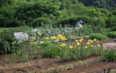 おばあちゃんの畑