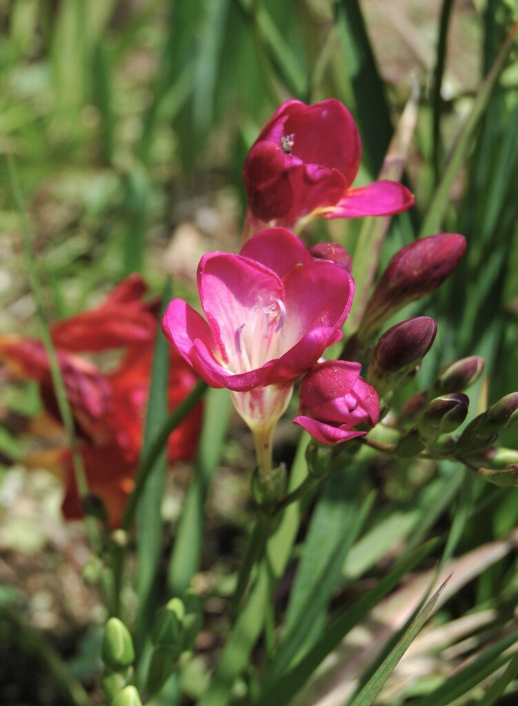 庭の花　フリージア