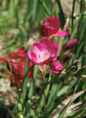 庭の花　フリージア