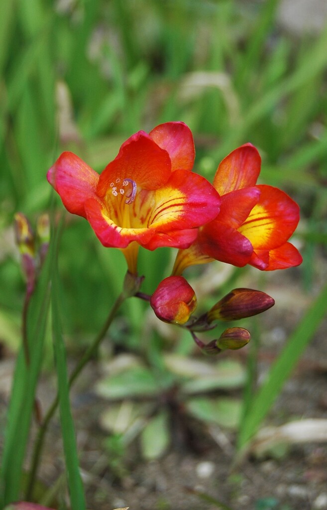 庭の花　フリージア