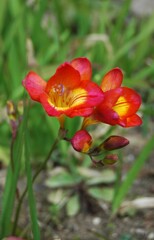 庭の花　フリージア