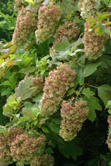 夏の柏葉紫陽花