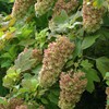 夏の柏葉紫陽花