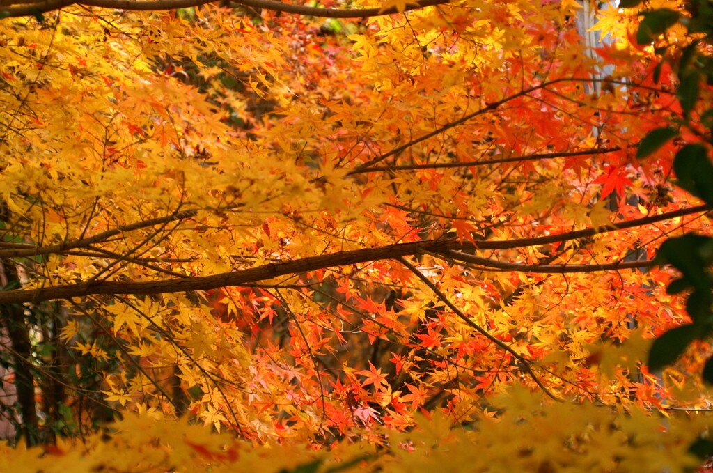 オールドレンズで見つけた秋