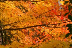 オールドレンズで見つけた秋