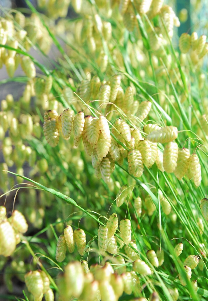 ほーら、小判が輝いてるよ！