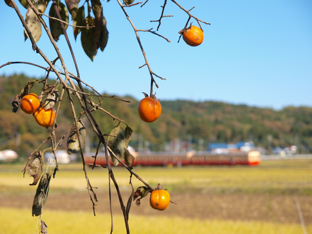 小湊鉄道・秋の色Ⅲ