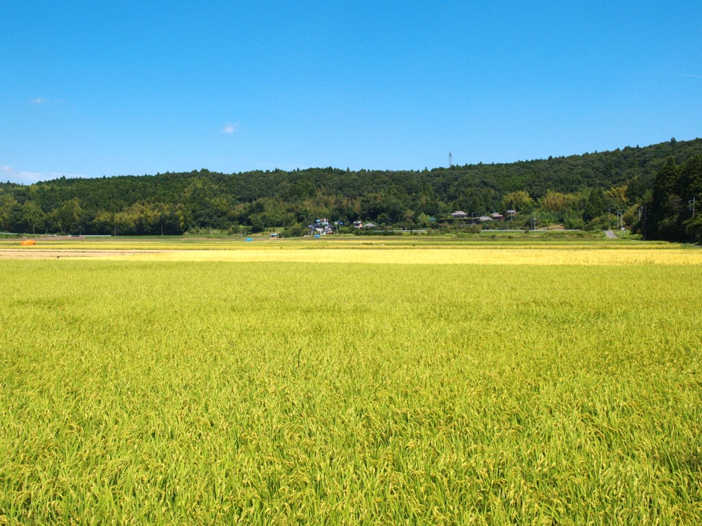 上総鶴舞にて
