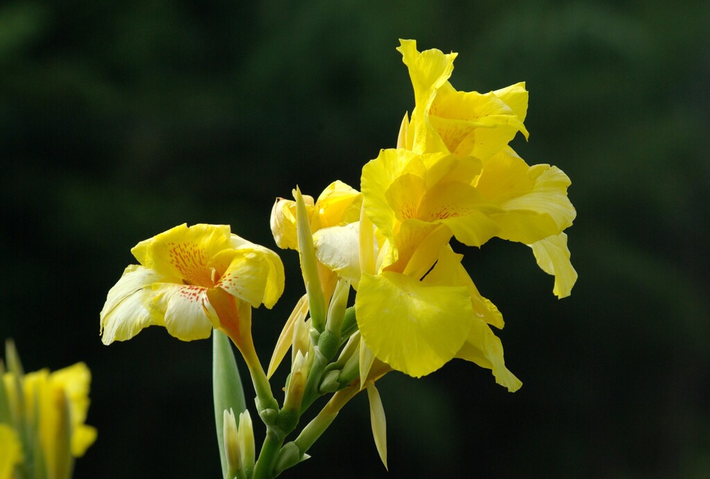 夏の花景色